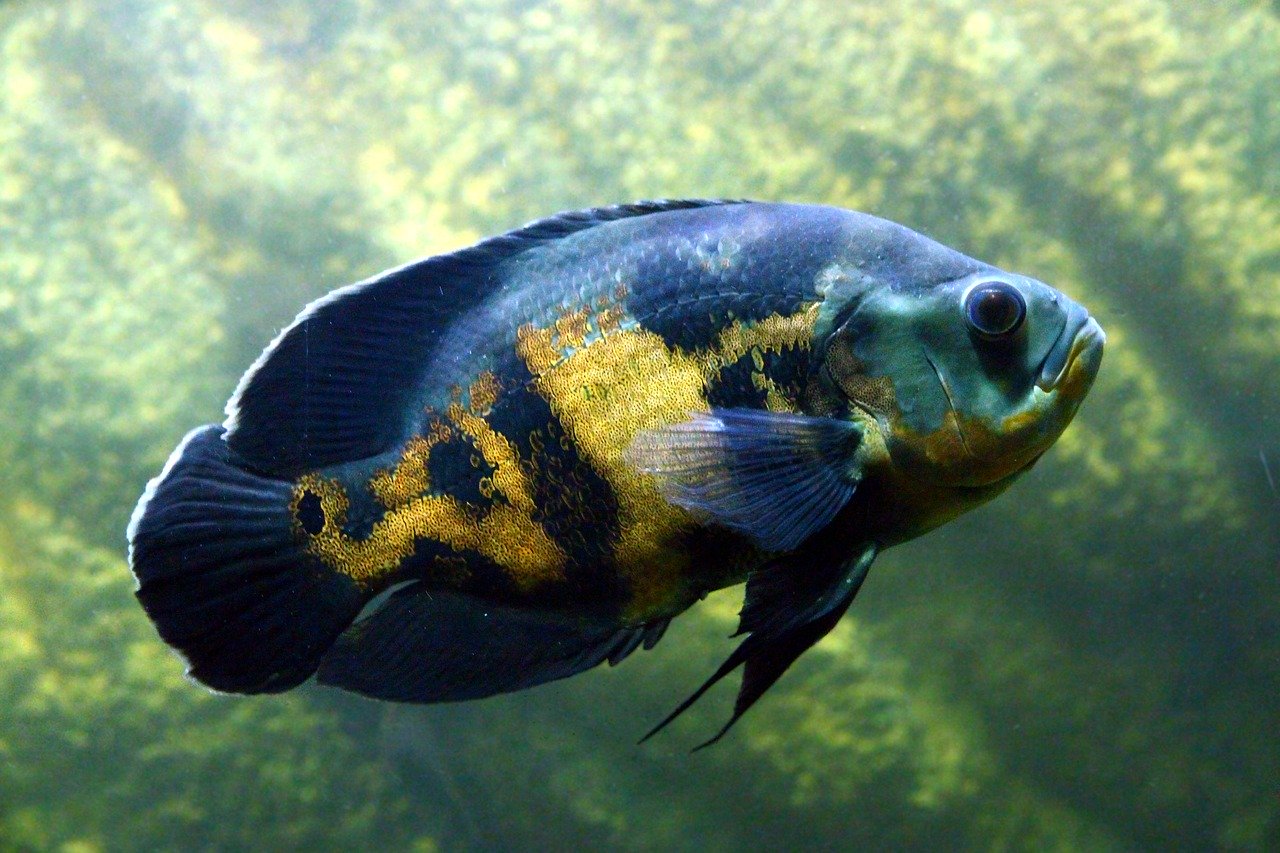 A pet cichlid in a fish tank